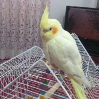 عروس هلندی نر|پرنده|دورود, |دیوار