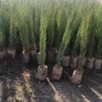 فروش انواع سرو وکاج وگل رز به صورت نقد وچک|خدمات باغبانی و درختکاری|آبیک, |دیوار