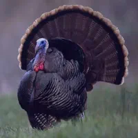 بوقلمون محلی سیاه