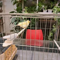 قناری گلاستر ماده|پرنده|کرج, فاز ۳ مهرشهر|دیوار