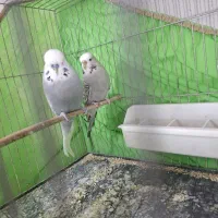 مرغ عشق انگلیسی