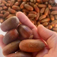 بلوط جنگلی برای دیزاین شب یلدا و ....