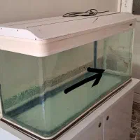 آکواریوم|ماهی|آبادان, |دیوار