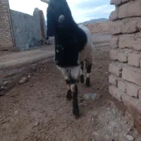 بزغاله ۱۱ ماهه فروشی