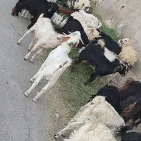 بزرگترین مرکز فروش گوسفند تفتان|حیوانات مزرعه|خاش, |دیوار