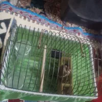 یک عددسهره نرسرسیاه به فروش میرسد|پرنده|شیراز, پودنک|دیوار