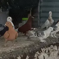 کبوتر دونه به دونه