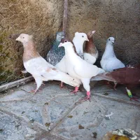 ۱۲ تا نر پرشی