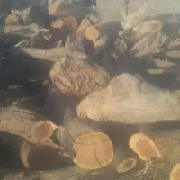 خرید و برش انواع چوب باغی|خدمات باغبانی و درختکاری|قائن, |دیوار