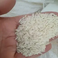 برنج طارم هاشمی محلی