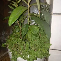 گل آپارتمانی