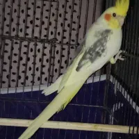 عروس نر مرواریدی