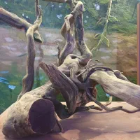 ابنوس بزرگ  دوتکه