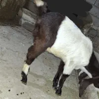 عربی گلابی اصل