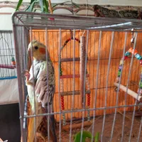 عروس هلندی سخنگو وعادی یک جفت طوطی برزیلی