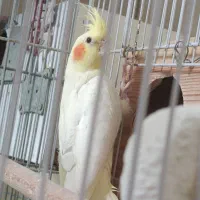 فروش جوجه عروس هلندی لوتینو فوق زیبا زعفرانی ناز|پرنده|شیراز, شهرک صدا و سیما|دیوار