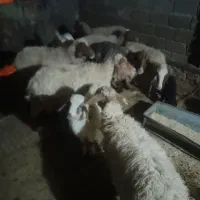 گوسفند 7عدد بفروش می رسد|حیوانات مزرعه|ایلام, |دیوار