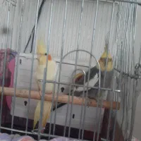 یک جفت عروس هلندی سالم معاوظ بامرغ عشق