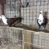 تعدادی کفتر پرشی