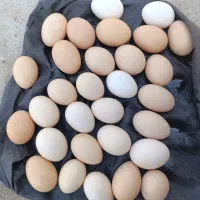 تخم مرغ ارگانیک