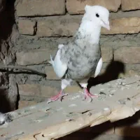 کبوتر