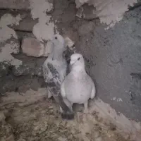 پرنده. کبوتر. نروماده. شامی|پرنده|تربت‌حیدریه, آسایش|دیوار