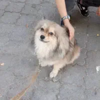 سگ پامرروباهی|سگ|بروجرد, |دیوار