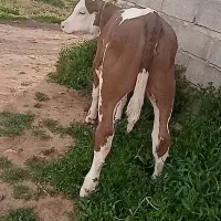گاو سیمینتال صنعتی سوپریر 30 کیلو با گوساله نمونه