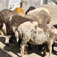 گوسفند باب پروار