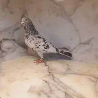 کفتر قره زرد بزک طوقی هفت رنگ ساده کاکلی|پرنده|مشهد, قائم|دیوار