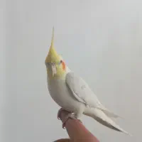 عروس نر|پرنده|فردیس, فرامرزیه|دیوار