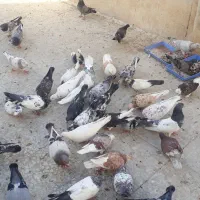 کبوتر تهرانی
