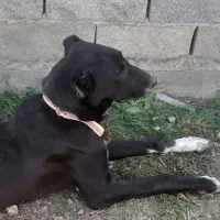 یک سگ|سگ|سیمین شهر, |دیوار