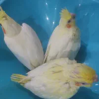 جوجه عروس هلندی|پرنده|فسا, |دیوار