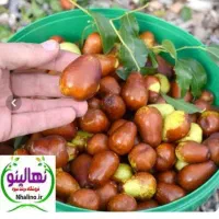 درخت کم آب ، نهال مناسب کم آبی ، نهالستان باغینو|گل و گیاه طبیعی|مشهد, نوید|دیوار