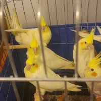 جوجه عروس هلندی|پرنده|باغستان, |دیوار