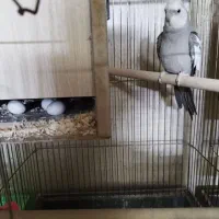 سه جفت عروس|پرنده|کاشان, باغ ماجد|دیوار