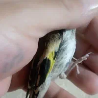 جوجه سهره نر تضمینی همه حلبه دار گل بلند|پرنده|ری, صفاییه (چشمه علی)|دیوار