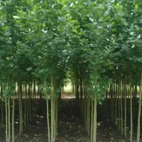 نهالستان فروش نهال های گردو صنوبر و بادام