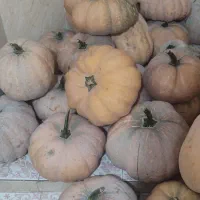 کدو حلوای بالای ۲۰۰ کیلو