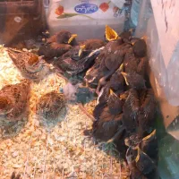 جوجه مینا مناسب دستی کردن