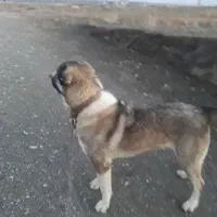 شماره موبایل|حیوانات|نقده, |دیوار