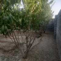 باغ چهار دیواری|فروش خانه و ویلا|اصفهان, ارداجی|دیوار