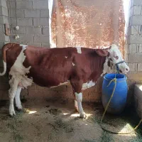 گاو