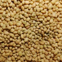 لوبیاپلومحلی