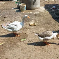 غاز|حیوانات مزرعه|خمام, |دیوار