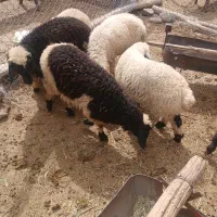 ۶تا‌بره‌.رابر