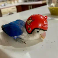 طوطی برزیلی