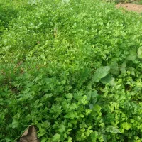 انواع سبزیجات محلی برگ سیر،یرالماسی|خوردنی و آشامیدنی|رشت, فخب|دیوار