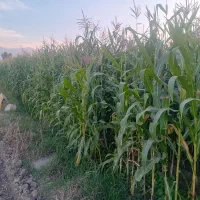 ذرت علوفه ای|عمدهفروشی|سرخنکلاته, |دیوار